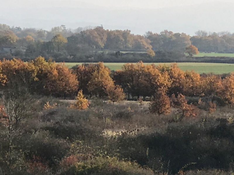 bosquet 3