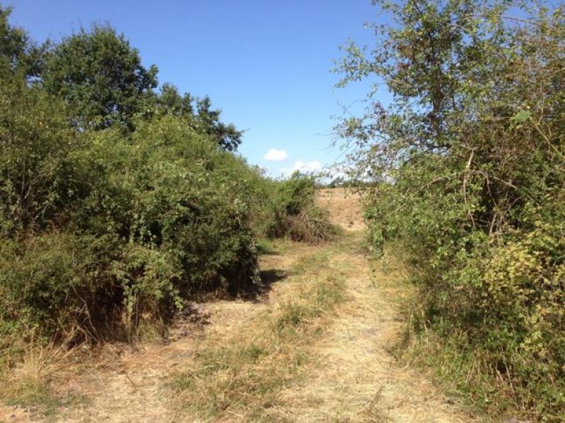 bosquet 5