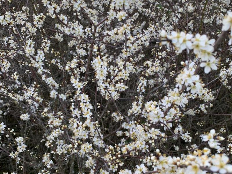 pruneliers en fleurs