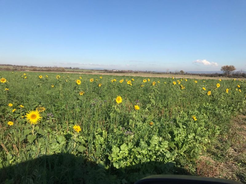 tournesol et melange